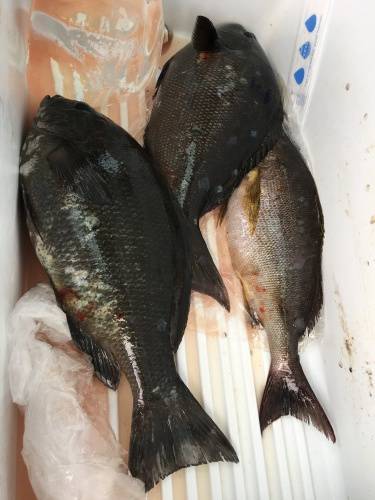 鵜来島家本渡船 釣果