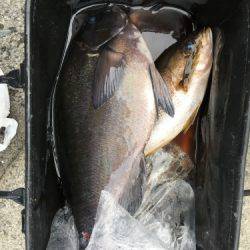 鵜来島家本渡船 釣果