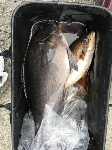 鵜来島家本渡船 釣果