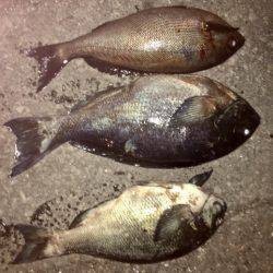 鵜来島家本渡船 釣果