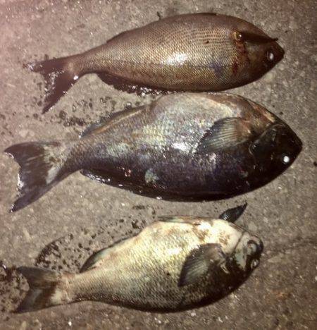 鵜来島家本渡船 釣果