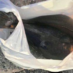 鵜来島家本渡船 釣果