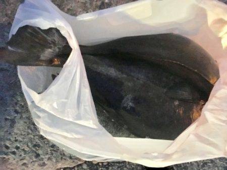 鵜来島家本渡船 釣果