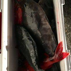 鵜来島家本渡船 釣果