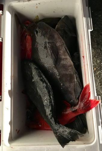 鵜来島家本渡船 釣果