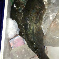 鵜来島家本渡船 釣果