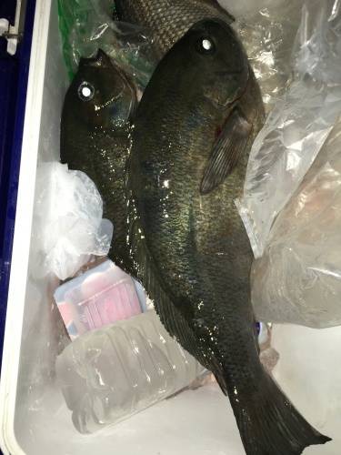 鵜来島家本渡船 釣果