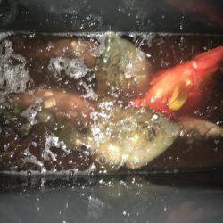 鵜来島家本渡船 釣果