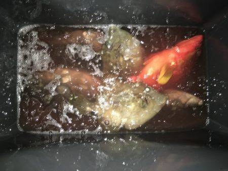 鵜来島家本渡船 釣果