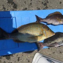 鵜来島家本渡船 釣果