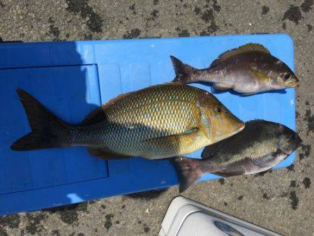 鵜来島家本渡船 釣果