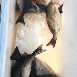 鵜来島家本渡船 釣果