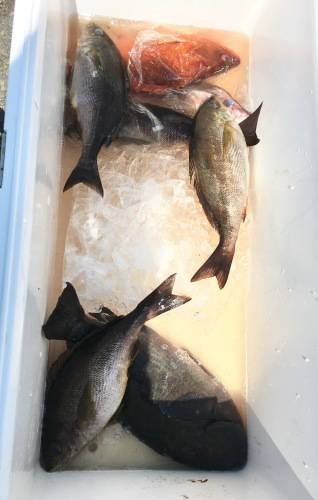 鵜来島家本渡船 釣果