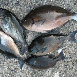 鵜来島家本渡船 釣果