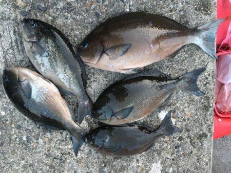 鵜来島家本渡船 釣果