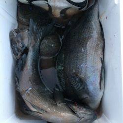 鵜来島家本渡船 釣果