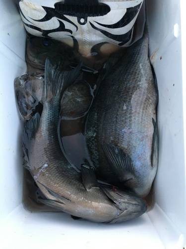 鵜来島家本渡船 釣果