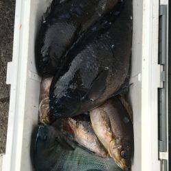 鵜来島家本渡船 釣果