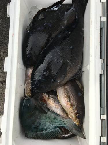 鵜来島家本渡船 釣果