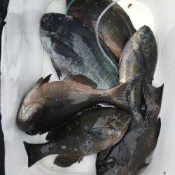 鵜来島家本渡船 釣果