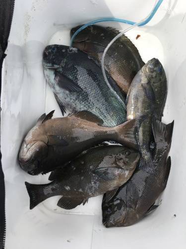 鵜来島家本渡船 釣果