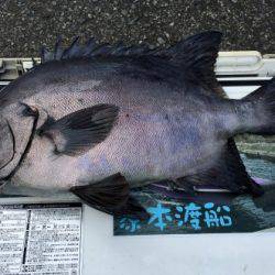 鵜来島家本渡船 釣果