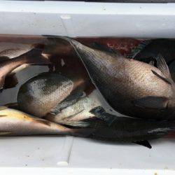 鵜来島家本渡船 釣果