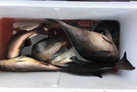 鵜来島家本渡船 釣果