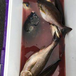 鵜来島家本渡船 釣果