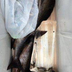 鵜来島家本渡船 釣果