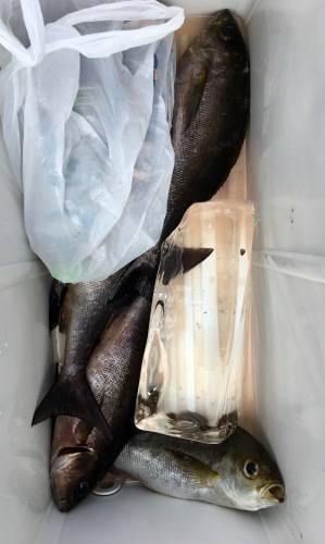 鵜来島家本渡船 釣果