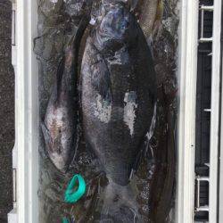 鵜来島家本渡船 釣果