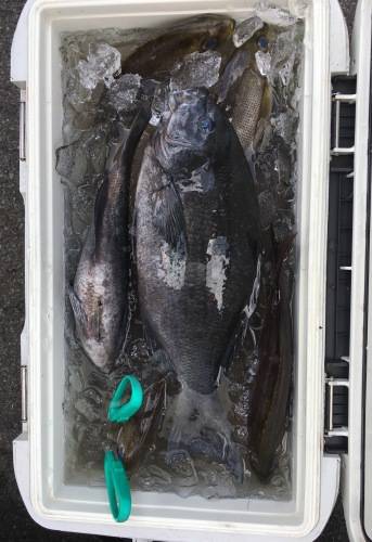 鵜来島家本渡船 釣果