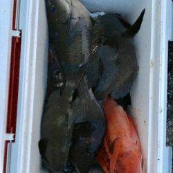 鵜来島家本渡船 釣果