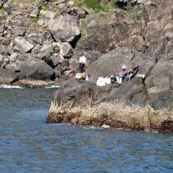 鵜来島家本渡船 釣果