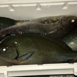 鵜来島家本渡船 釣果