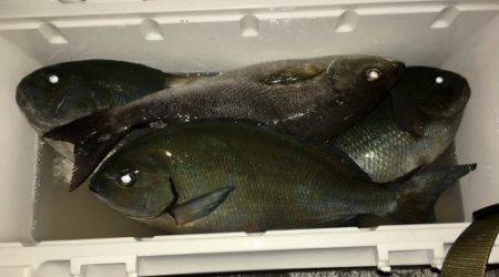 鵜来島家本渡船 釣果