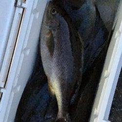 鵜来島家本渡船 釣果