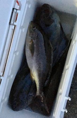 鵜来島家本渡船 釣果