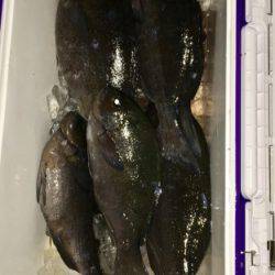 鵜来島家本渡船 釣果