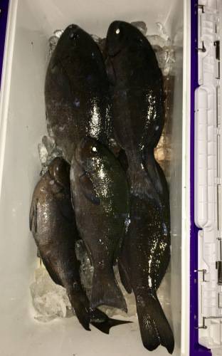 鵜来島家本渡船 釣果