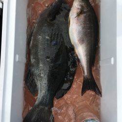 鵜来島家本渡船 釣果