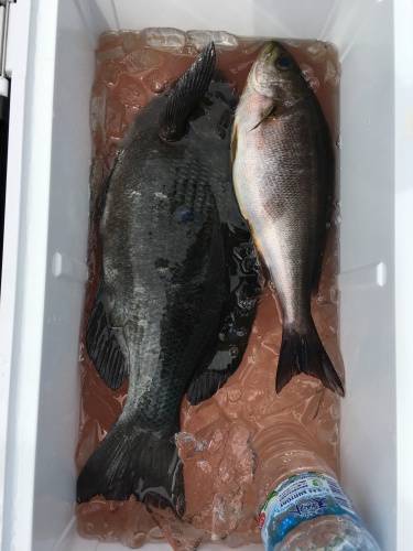 鵜来島家本渡船 釣果