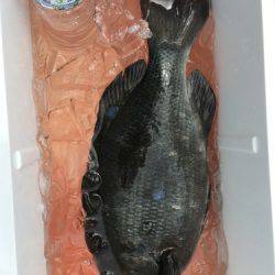 鵜来島家本渡船 釣果