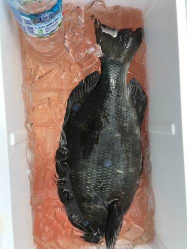 鵜来島家本渡船 釣果