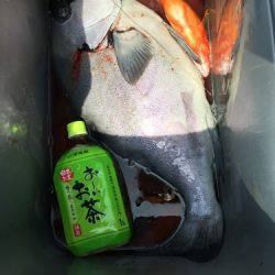 鵜来島家本渡船 釣果