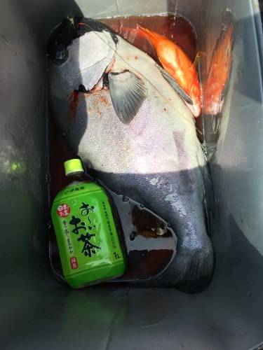 鵜来島家本渡船 釣果