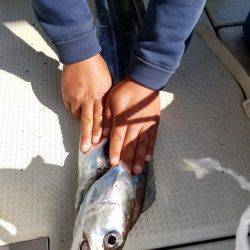 遊漁船 ニライカナイ 釣果