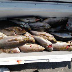 第二大福丸 釣果