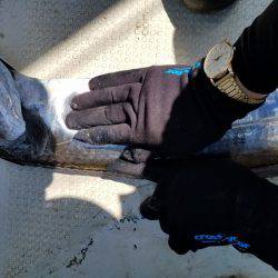 遊漁船 ニライカナイ 釣果